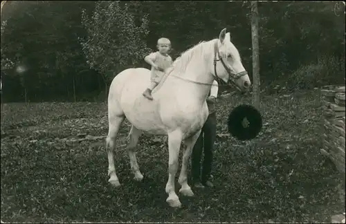 Foto  Kleiner Junge auf Pferd Schimmel 1913 Privatfoto