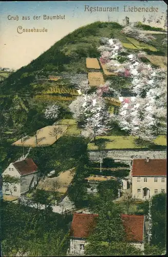 Cossebaude-Dresden Partie am Restaurant Liebenecke Baumblüte 1914