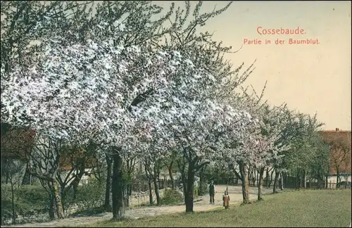 Ansichtskarte Cossebaude-Dresden Stadt, Straße - Baumblüte 1909