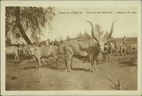 Nubien Scene on the White Nile/Tier Herde am Weissen Nil (Fluss) 1930