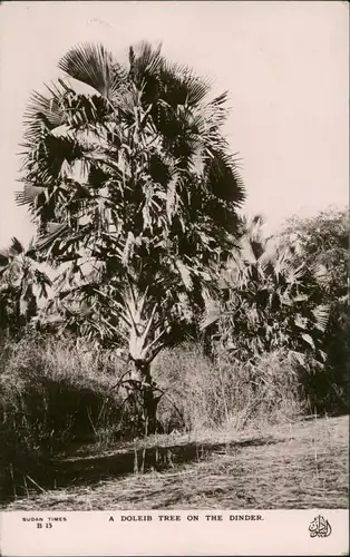 Ansichtskarte Sudan- Sudan Fauna Bäume Baum Doleib Tree onm the Dinder 1930