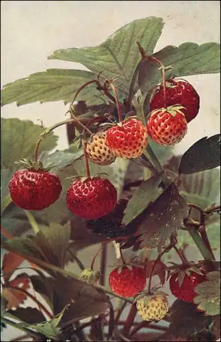 Meißen Erdbeere - Meissner Liedertafel Erdbeer Bowlen Partie 1913
