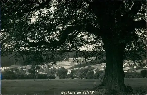 Foto Neuhaus im Solling-Holzminden Alter Baum 1930 Privatfoto