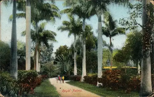 Postcard Kingston Straßenpartie - Royal Palms 1915