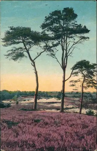 Ansichtskarte Waldenburg (Sachsen) Blühende Heidelandschaft 1915