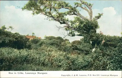 Maputo (Lourenço Marques) Rus in Urbe Lourenco Marques/Baum Botanik Mosambik Afrika 1950