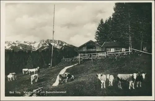 Ansichtskarte Bad Tölz Waldherralm - Kühe 1929
