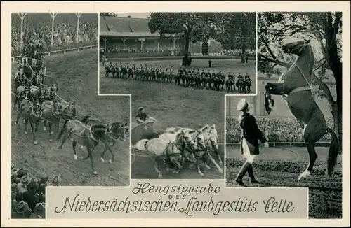 Ansichtskarte Celle Hengstparade - Landessgestüt 3 Bild 1934