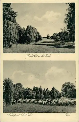 Ansichtskarte Habighorst-Eschede 2 Bild: Schafherde 1932