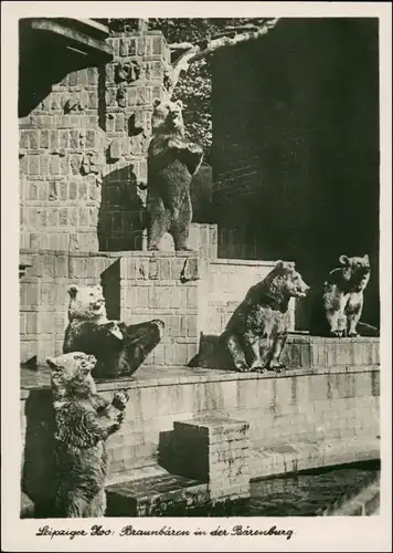 Ansichtskarte Leipzig Zoo: Bären, Bärenburg 1934
