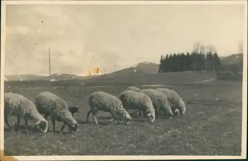 Foto Mürzsteg-Mürzzuschlag Schafherde - Landschaft 1938 Privatfoto
