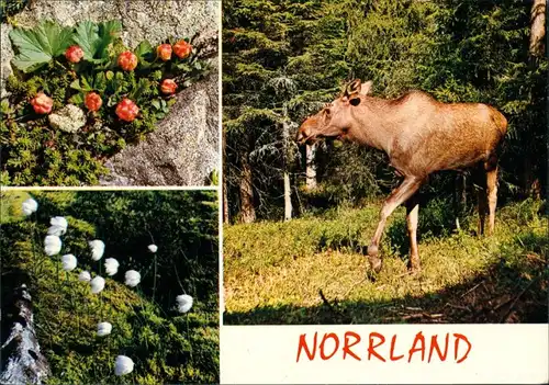 Ulfö (Västernorrlands Län) NORRLAND FÄRGERNAS LAND Vildmark Mehrbild  Elch 1980