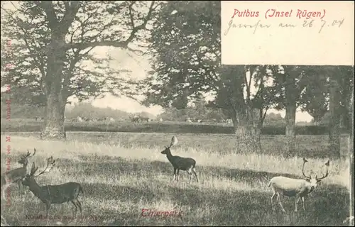 Ansichtskarte Putbus Hirsche Tiergarten 1904