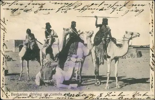 Postcard Südafrika Besharins driving on camles 1905