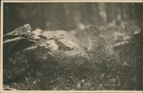 Tiere Tier Foto Photographie eines Fotografen aus Pontresina 1930 Privatfoto