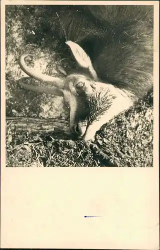 Tiere Tier vermutlich toter Steinbock, Jagd-Motiv (?) 1959 Privatfoto