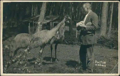 Foto Jabkenitz Jabkenice Straußenfütterung Zoo 1929 Privatfoto