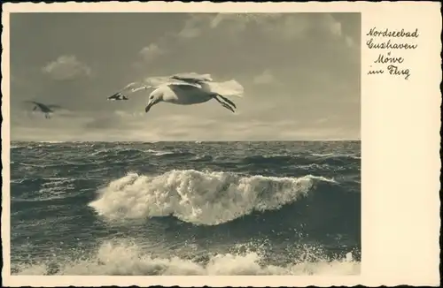 Ansichtskarte Cuxhaven Wellen - Möwe im Flug 1930