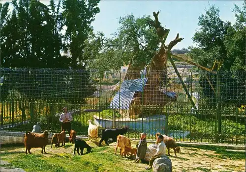 Hebron Chewron الخليل‎ / חברון HEBRON LE CHENE D'ABRAHAM ABRAHAM'S OAK 1980