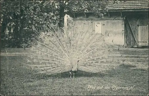 Ansichtskarte Potsdam Pfau auf der Pfaueninsel - Haus 1917