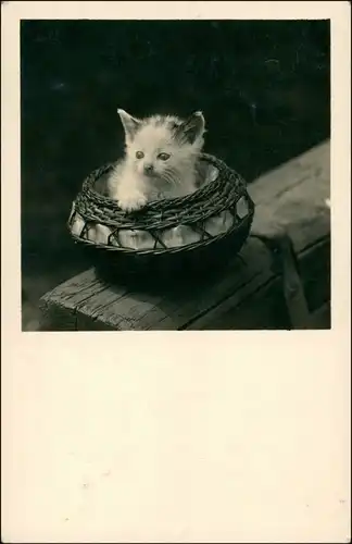 Ansichtskarte  Fotokunst Katze Kätzchen im Korb 1929