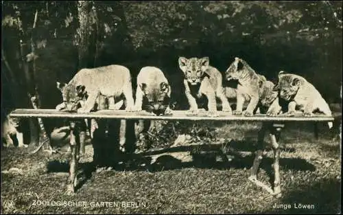 Ansichtskarte Tiergarten-Berlin Zoologischer Garten - Junge Löwen 1926