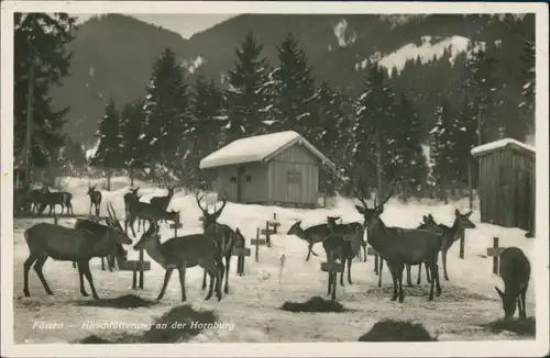 Ansichtskarte Füssen Tiere Hirsch-Fütterung a.d. Hornburg 1934