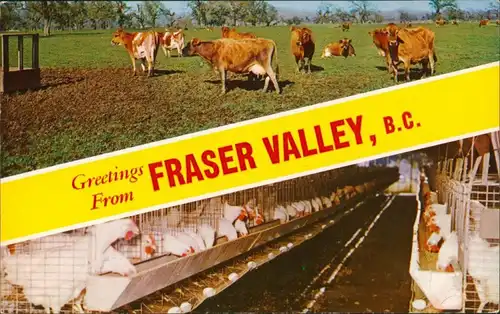 Fraser Valley Tiere Kühe Hühner Greeting Fraser Valley Kanada Canada 1975