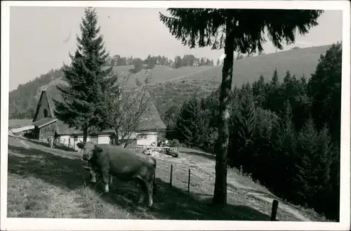 Grassau Kuh Weide Hefter-Alm Hefteralm bei Grassau Chiemgau Blick 1960