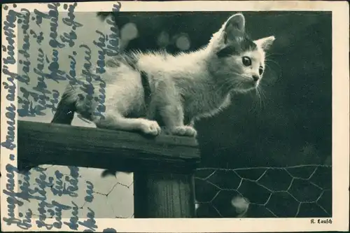 Ansichtskarte  Fotokunst - Katze auf dem Zaun 1942