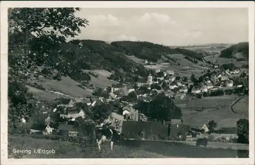 Geising-Altenberg (Erzgebirge) Umland-Ansicht Kuh auf Weide, Vogelschau  1950