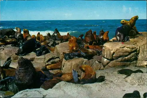 Punta del Este Tiere Seelöwen bei Punta del Este Uruquay Isla de Lobos 1980