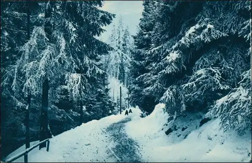 Ansichtskarte Bärenburg-Altenberg (Erzgebirge) Rodelbahn im Winterwald 1913