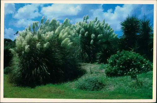 Jekyll Island Pampas Grass in bloom/Pflanzen & Botanik Blüte 1980