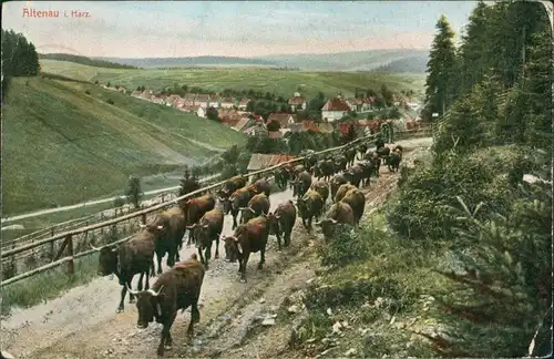 Ansichtskarte Altenau-Clausthal-Zellerfeld Viehauftrieb - Stadt 1909