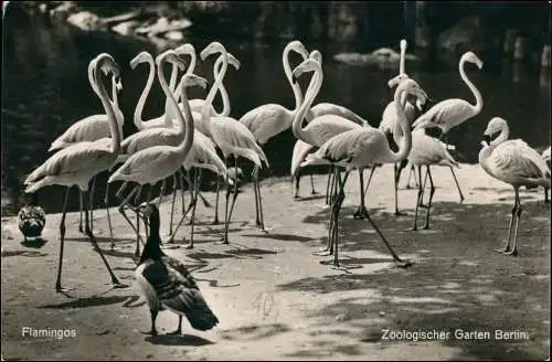 Ansichtskarte Tiergarten-Berlin Zoologischer Garten (15 Pfg Hindenburg) 1934