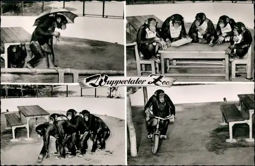 Ansichtskarte Elberfeld-Wuppertal Zoologischer Garten - Affen 1960