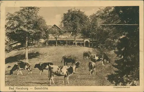 Ansichtskarte Bad Harzburg Restaurant Sennhütte - Kühe 1926