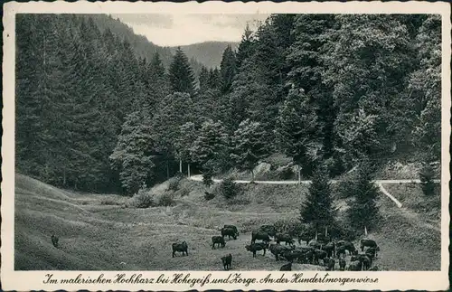 Ansichtskarte Hohegeiß-Braunlage Hundertmorgen Wiese - Tiere 1940