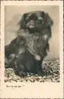 Ansichtskarte  Tiere - Hunde, Hund Fotokunst - bin ich nicht schön 1934