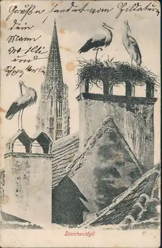 Ansichtskarte Freiburg im Breisgau Storchenidyll - Münster 1905