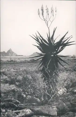 Ansichtskarte  Südwest-Afrika: Aloe 1970