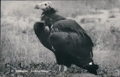 Ansichtskarte Südwest-Afrika Namibia Kuttengeier 1970