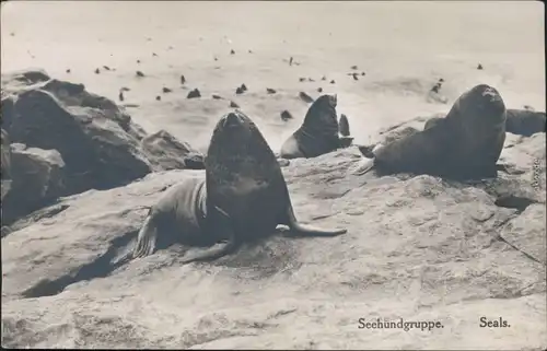 Ansichtskarte Südwest-Afrika Namibia Seehundgruppe 1970