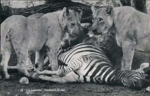 Südwest-Afrika Namibia Löwenmahl: erlegtes Zebra wird von Löwen gefressen 1970