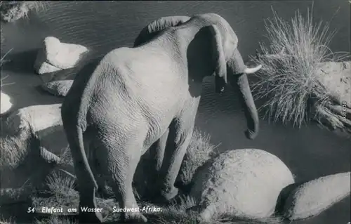 Ansichtskarte Südwest-Afrika Namibia Elefant am Wasser 1970