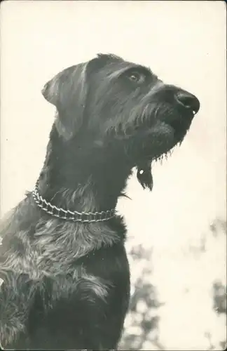 Foto  Tiere - Hunde: Foto Photo Hund 1959 Privatfoto