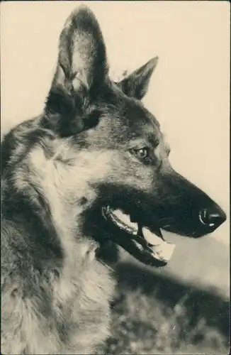 Foto  Tiere - Hunde Foto Schäferhund Dog Photo 1960 Privatfoto