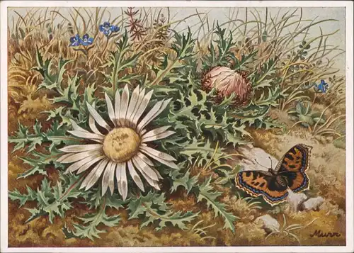 Ansichtskarte  Künstlerkarte Blumenwiese Schmetterling 1928