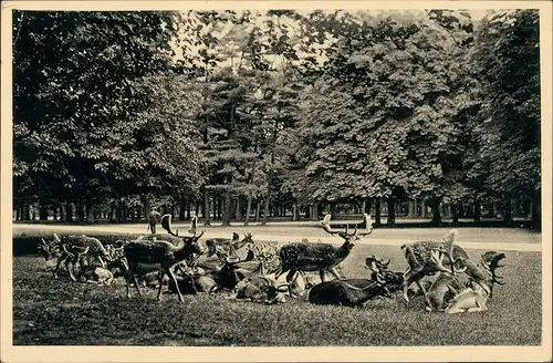 Ansichtskarte Kirchrode-Hannover Tiergarten - Damwild 1938